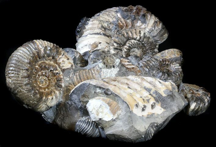Cretaceous Ammonite (Simbirskites) Cluster - #34682